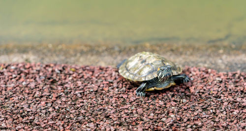 Close-up of turtle on field