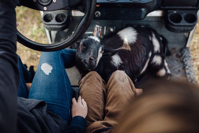 Children riding on golf cart with a goat