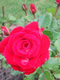 Close-up of pink rose