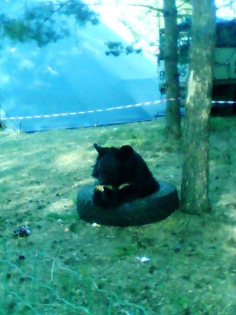 pets, one animal, animal themes, domestic animals, mammal, dog, water, black color, domestic cat, sitting, cat, reflection, nature, no people, day, sky, relaxation, outdoors, lake, blue