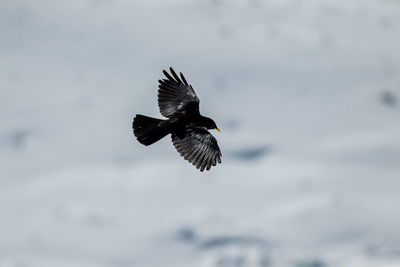 Low angle view of eagle flying in sky