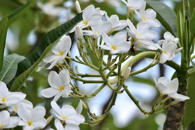Close-up of white flowering plant