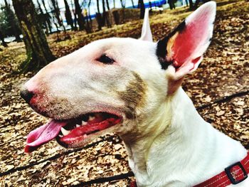 Close-up of a dog