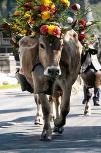 View of horse on street