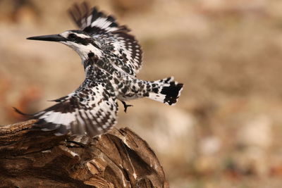 Close-up of a bird flying