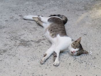 High angle view of cat sleeping on concrete floor