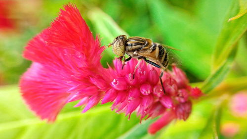 Close-up of butterfly pollinating on pink flower