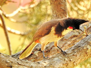 Close-up of red-whiskered bulbul on branch