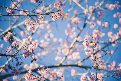 Low angle view of cherry blossoms in spring