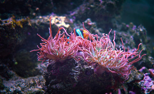 Close-up of coral in sea