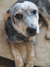 Close-up portrait of dog looking at camera