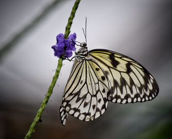 Close-up of butterfly on purple flowers