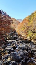 Scenic view of forest against clear sky