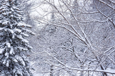 Scenic view of snow covered land