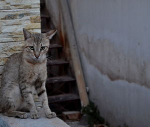 Portrait of cat sitting on retaining wall