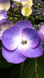 Close-up of purple flower