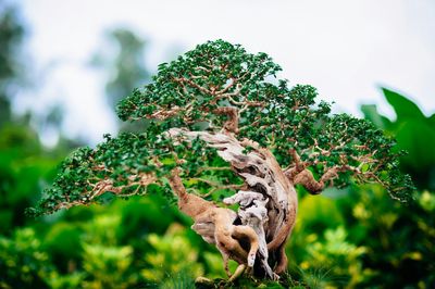 Bonsai tree growing against sky