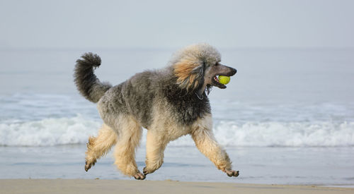 Dog with ball running on shore at beach