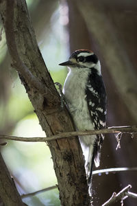 Close-up of bird perching on branch