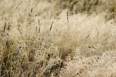 Close-up of grass