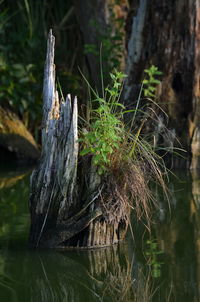 Close-up of tree trunk in forest