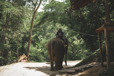 View of people in forest