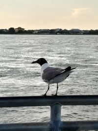 Seagull perching on beach against sky