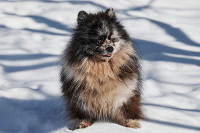 Close-up of dog on snow