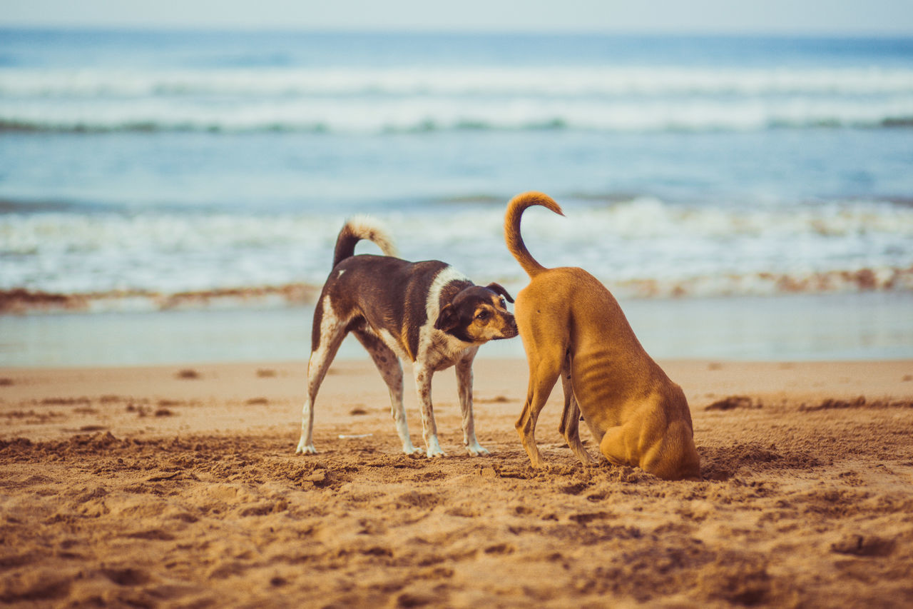 #beachdogs