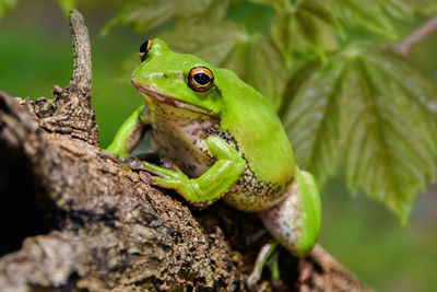 Close-up of green frog on tree