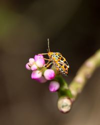 Close-up of butterfly pollinating on purple flower