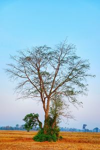 Tree on field against clear sky