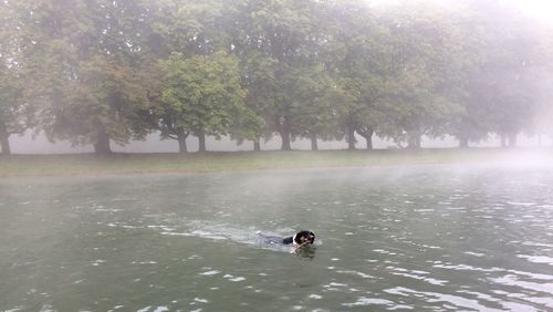 Reflection of trees in water