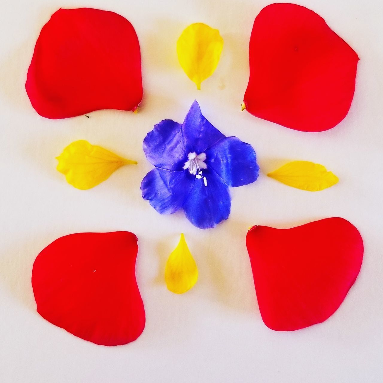 HIGH ANGLE VIEW OF MULTI COLORED FLOWERS ON WHITE BACKGROUND