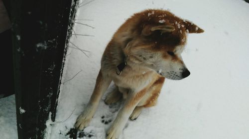 Dog sticking out tongue