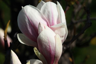 Close-up of pink flower blooming outdoors