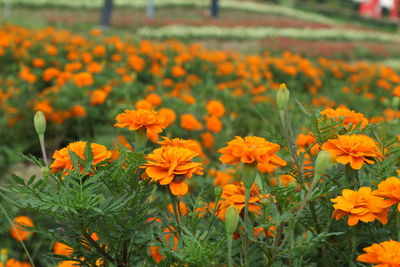 Close-up of marigold flowers blooming on field