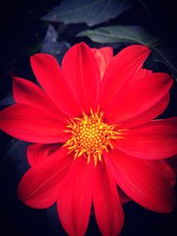 Close-up of red flower