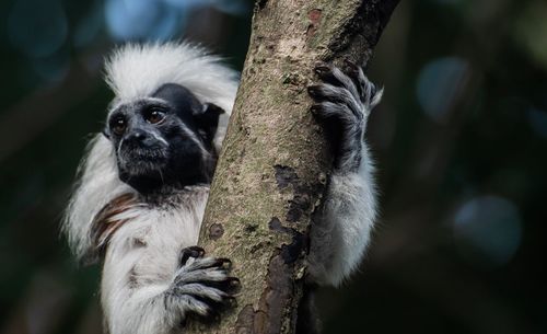 Close-up of monkey on tree