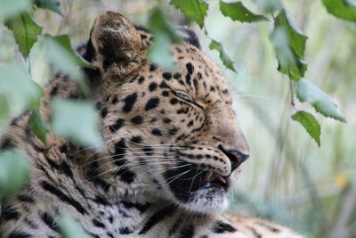 Close-up of a leopard looking away