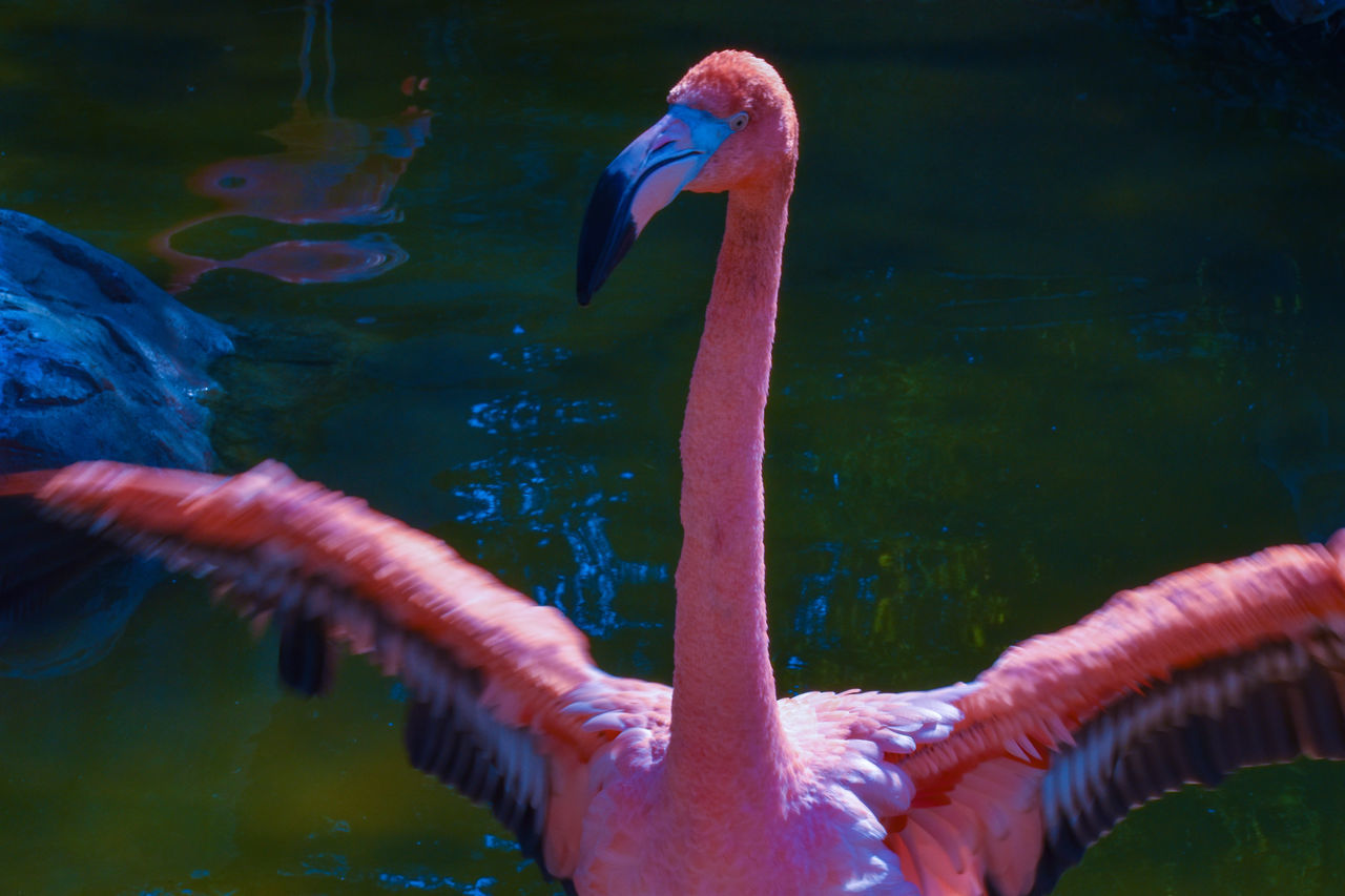 SWAN SWIMMING IN LAKE