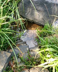 Close-up of grass in water