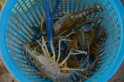 Close-up of fish in basket