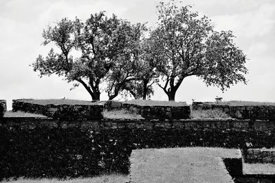 Tree by wall against sky