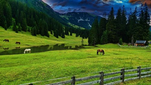 Cows grazing in a field