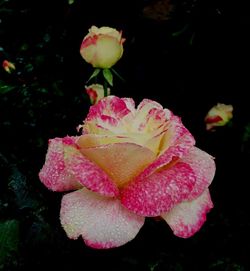 Close-up of pink flower