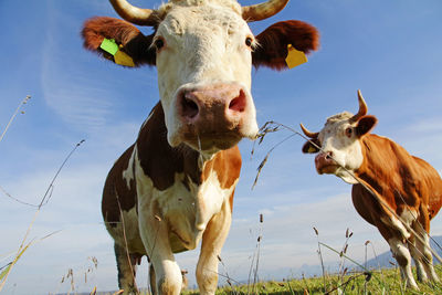 View of cows against clear sky