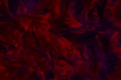 Full frame shot of red flowers