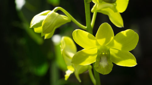 Close-up of flowering plant
