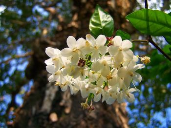 Close-up of white cherry blossoms in spring